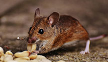 24 Hour & Emergency Exterminators in Trempealeau, WI